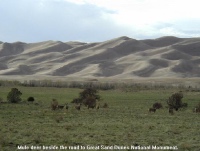 Mule deer