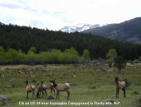 Elk