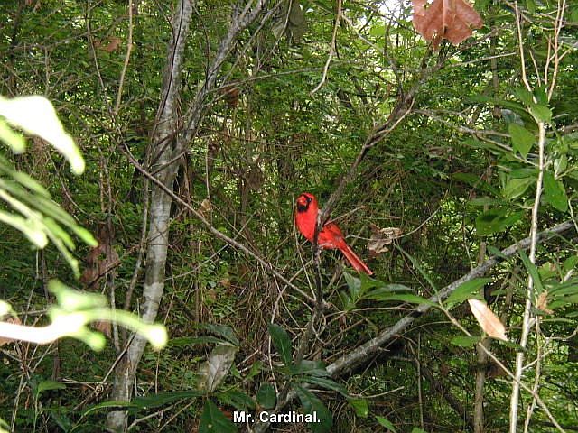 Cardinal at Boy Scout Woods Sanctuary